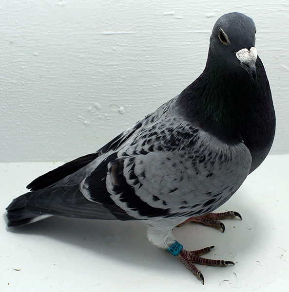 Band: AU 20168 AA 2025